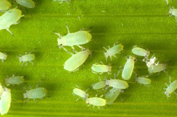 Dudutech cutting edge pest controls now available in Tanzania