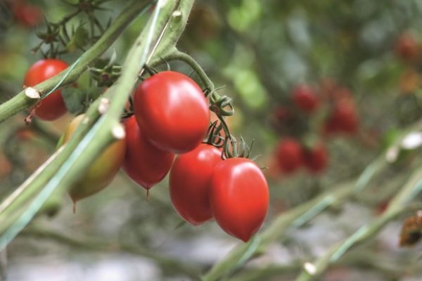 Bayer committed to fostering partnerships to advance sustainable agriculture