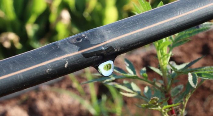 Bayer, Netafim and Ben-Gurion University to collaborate on the integration of digital tools for optimizing drip irrigation of the Nematicide Velum™