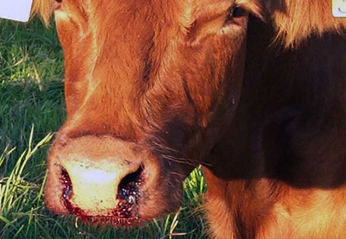 The Malawian government cautions livestock farmers amidst reports of Anthrax outbreak in Tanzania