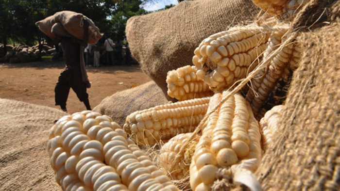 South Africa to experience shortage in maize output following drought