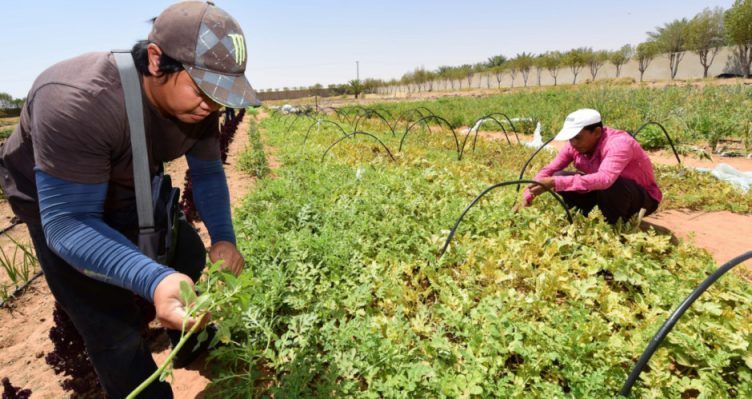 INTERNATIONAL INNOVATIONS IN AGRICULTURE TO PROMOTE FOOD SECURITY IN THE UAE