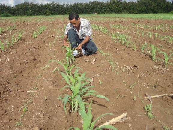 New study identifies Nigeria as leading seed hub in Western and Central Africa