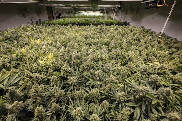 Afriplex Aligned With Prized Cannabis Cultivation License