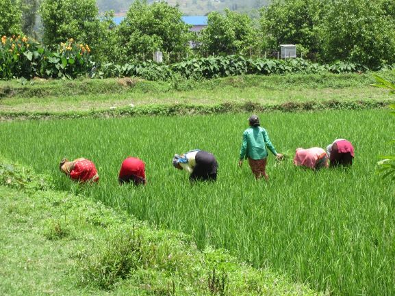 New CASA programme to benefit 565,000 smallholders in Uganda, Malawi and Nepal