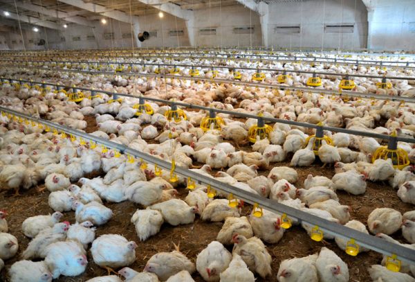 The effect of heat stress on broiler performance and strategies to reduce this effect