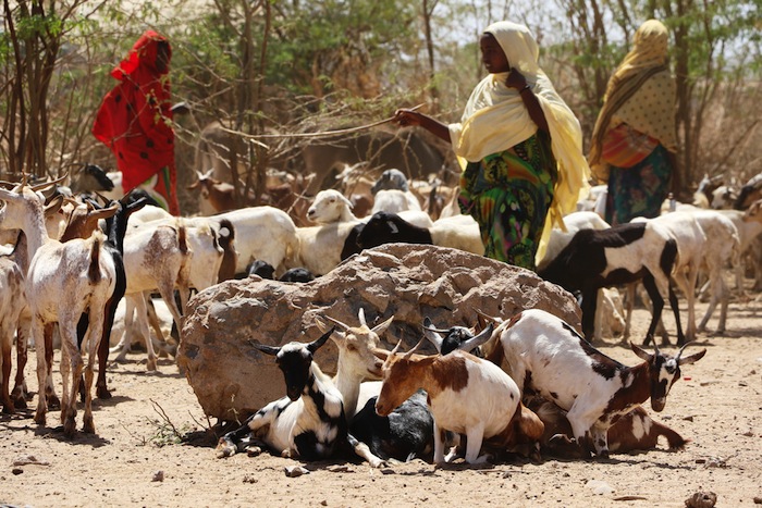 World Bank approves US $550m grant for Ethiopia’s Low lands Livelihood Resilience Project