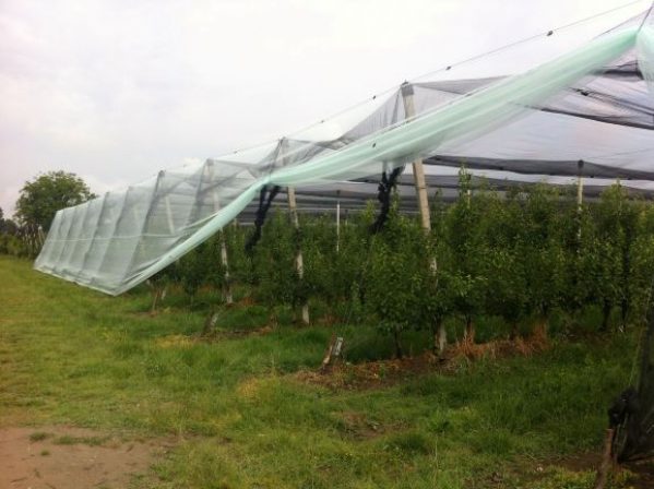 From Arrigoni the “Shield solutions ” against hail
