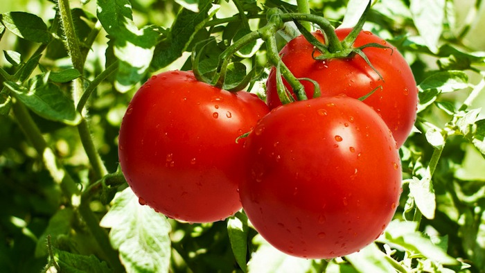 Nigeria’s NISRAL commits US $40m to agricultural financing