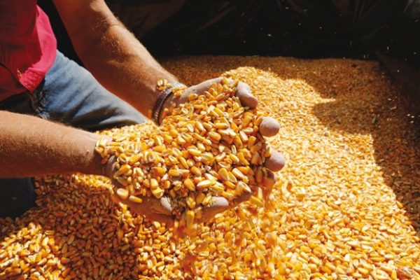 Shaping agriculture through new seed varieties and innovative seed-applied technologies