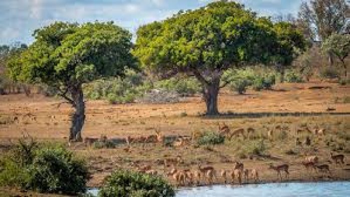 Saai joins as interested party against KNP coal mine
