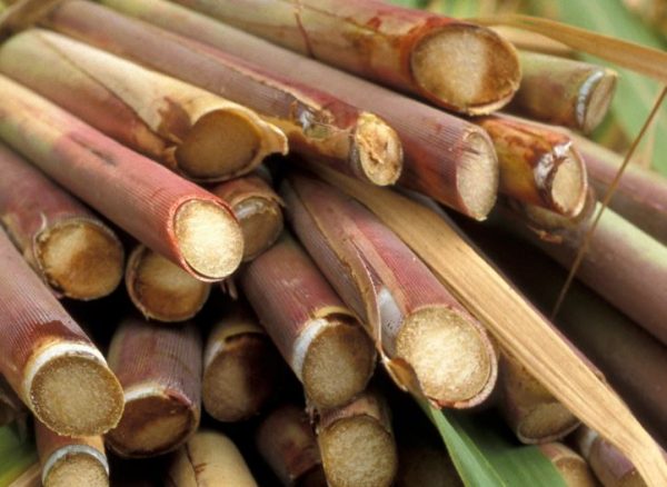 OpEd: Sugar industry faces exacerbated decline and extinction on proposed regulations