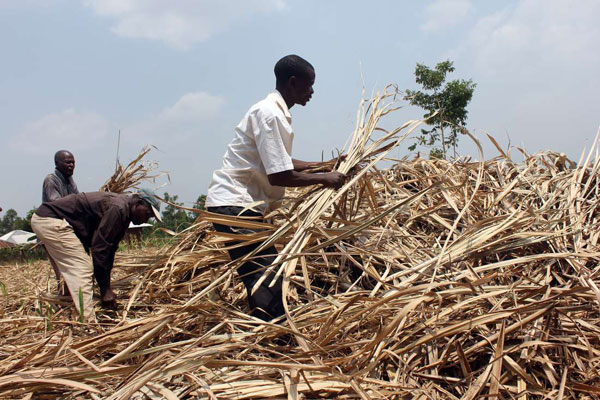 Sugar farmers chase government to follow law in forming regulations