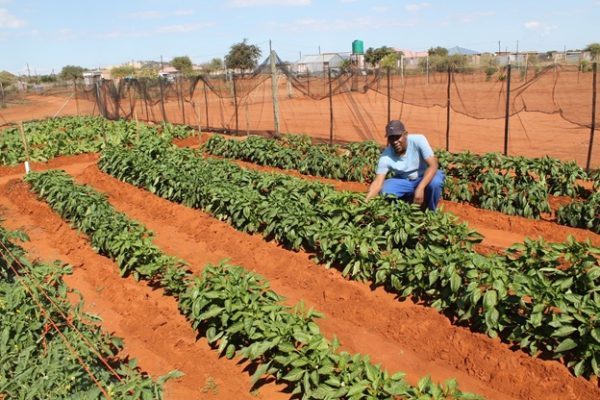 Lephalale farmers receive financial assistance from the jobs funds ,to create jobs