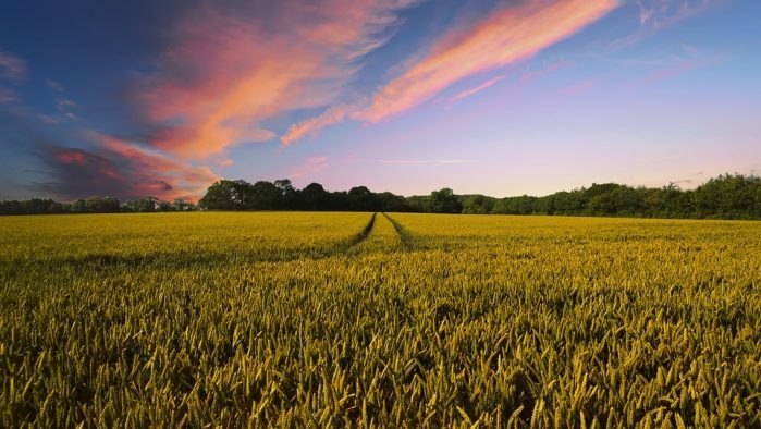 Saai: Presidential report on land reform is disappointing
