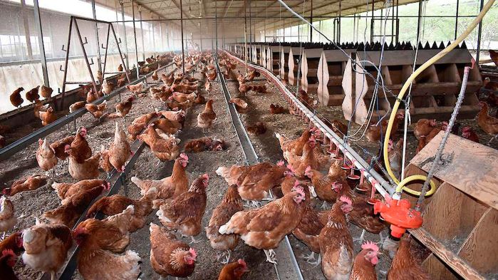 Improving bird performance with clean and fresh drinking water