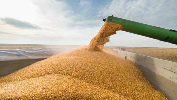 Maize estimates breach 11m tons – boosting supply outlook