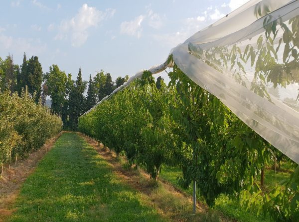Arrigoni presents protecta Ultra®,The new solution for kiwifruit, cherries and berries