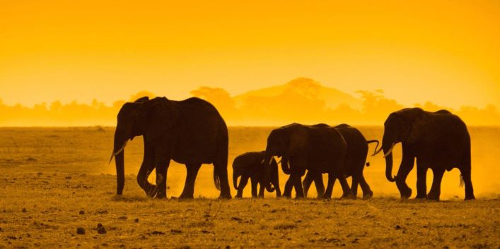 CITES to vote this weekend on whether to ban live trade in elephants worldwide