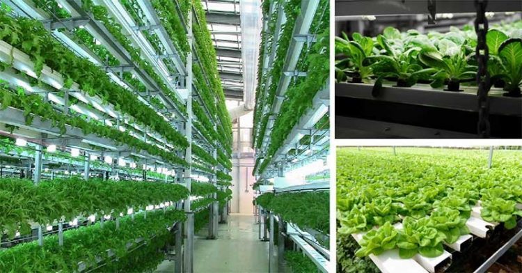 Vertical Farming Market is anticipated to reach US$ 9 Bn by 2026