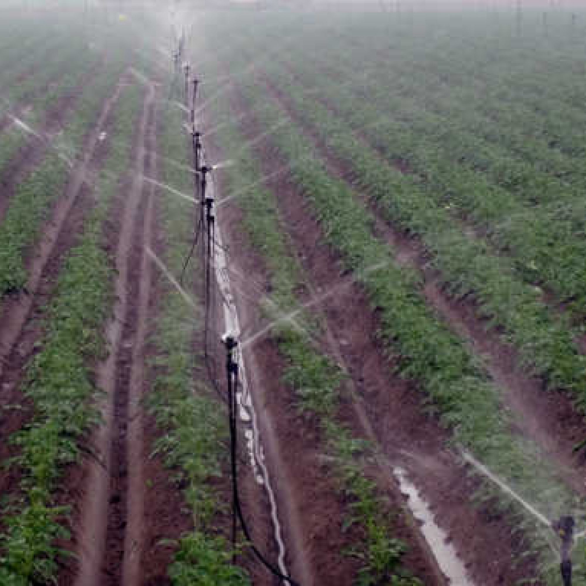 drip irrigation method Farmers Review Africa