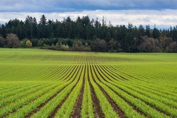 Precision Farming Market- Global Research Analysis, Trends, Competitive Share And Forecasts 2018 – 2026