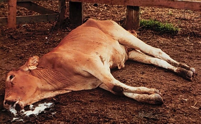 Zimbabwe Treasury allocates US $67.6m for livestock vaccines