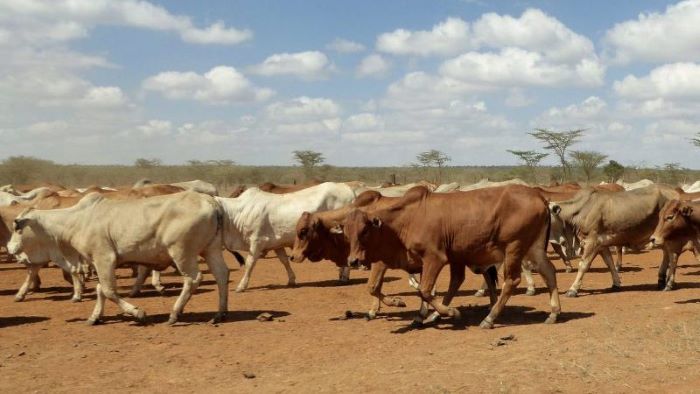 Drought-stricken Kenyan livestock farmers to receive US $2.88m