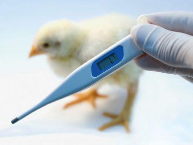 Poultry Diagnostics Market is expected to reach US$ 674.2 Mn by 2026