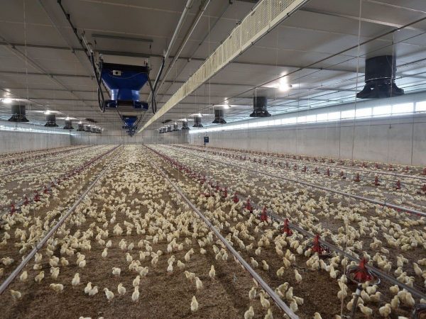 Renders’ New Broiler Shed