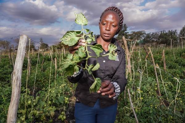 CABI teams up with Koppert to lead biological fight against devastating tomato pest in Kenya