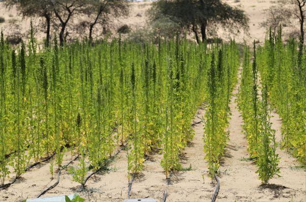 Dubai to host first-ever global forum on marginal environments