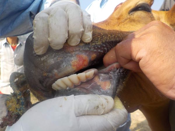 Foot-and-mouth disease: Saai to add traceability function to app