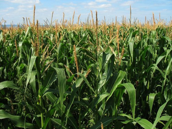 How Do Microbes Influence Nitrogen Use Efficiency?