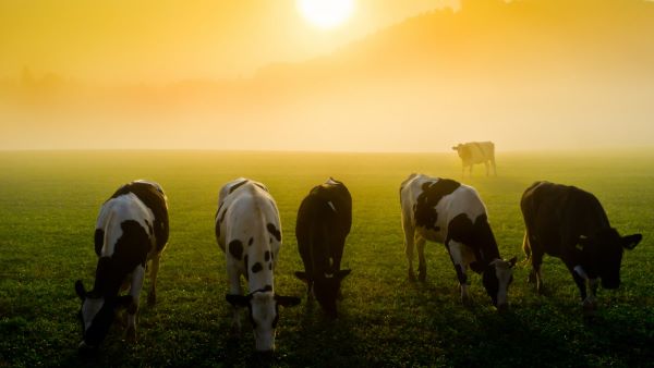 Building resilience in dairy farming