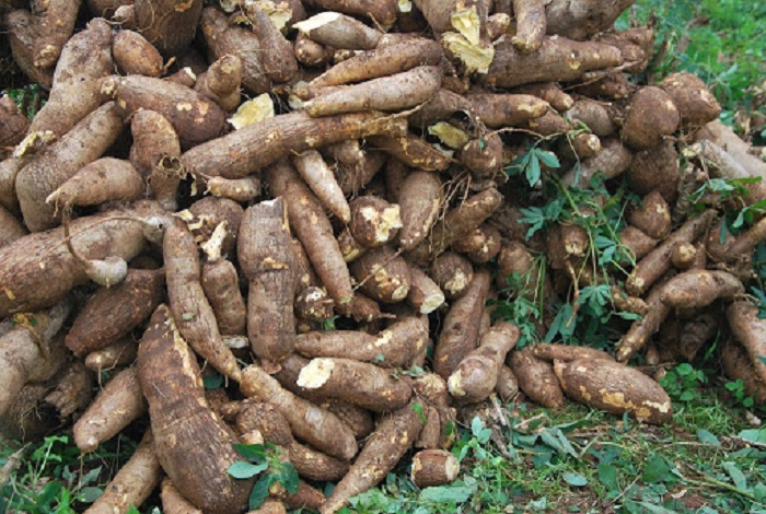 Liberia struggles to meet cassava shipping requirements, risk losing US $15m contract