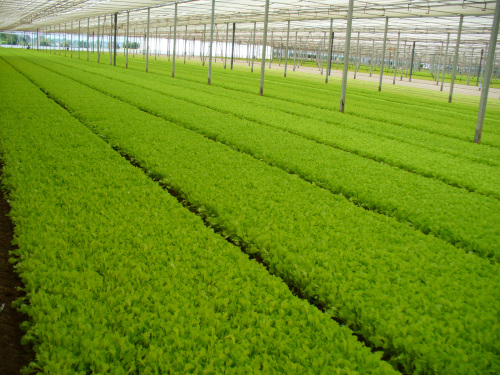 Fresh-cut salads and other vegetables, new field tests with Arrigoni screens