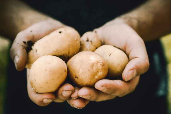 Why we must rethink the potato for a sustainable use of resources