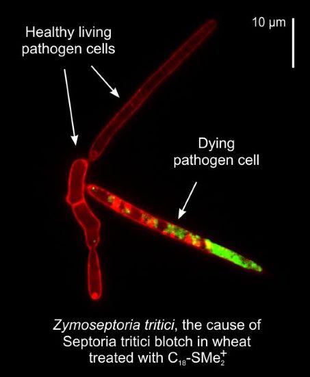 Exeter researchers discover a novel chemistry to protect our crops from fungal disease