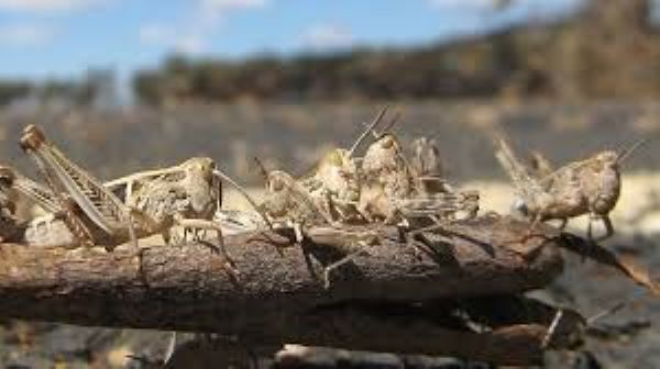 Industry has pesticides ready for locust spraying, as swarms threaten on delays