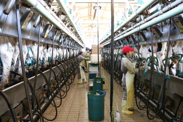 How cows saved carrots