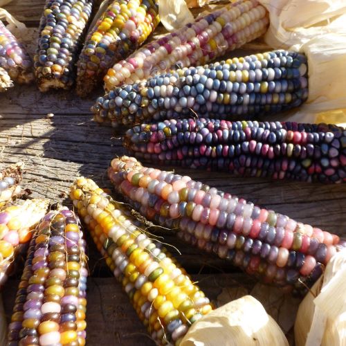 The Story of Glass Gem Corn: Beauty, History, and Hope