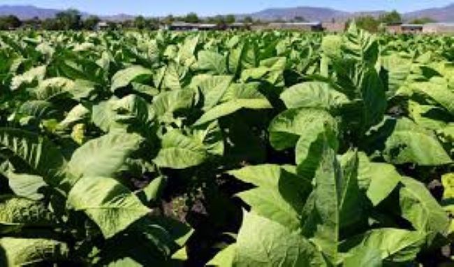 Lemang Agricultural Services collaborates on project with British American Tobacco to train and develop new era tobacco farmers