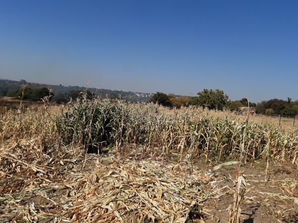 Despite lower Mpumalanga yields overall harvest outlook still impressive