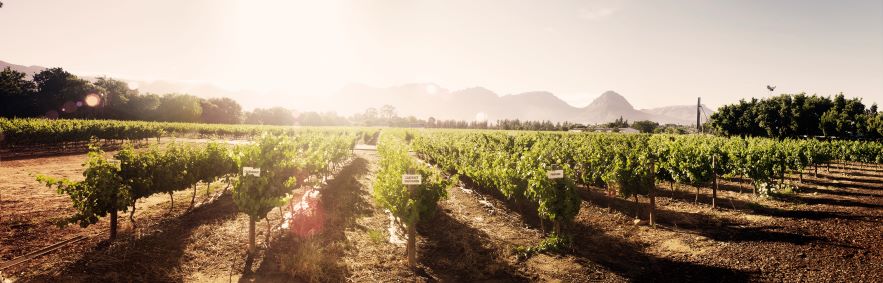 Nederburg becomes WWF conversation champion for world class water stewardship