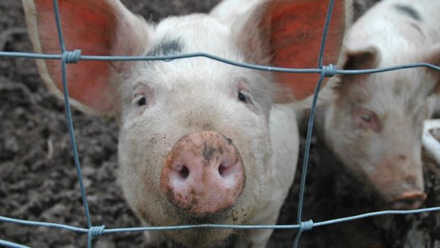Zagro’s Ultraxide™ :Laboratory Proven to be Effective Against African Swine Fever (ASF).