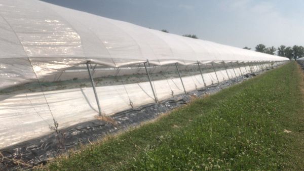 Melon and watermelon: less water consumption and better uniformity of plants thanks to PRISMA from Arrigoni