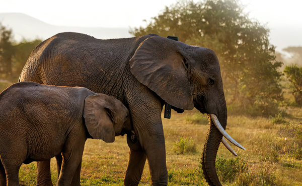 Africa Wildlife Tracking Uses ORBCOMM’s Satellite IoT Technology to Support Conservation Efforts Around the World