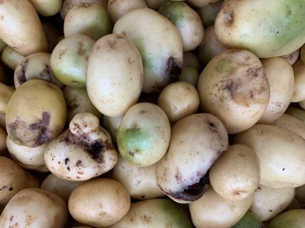 TOMRA Food and Ortofrutticola Parma: Selected quality, from the earth to the table