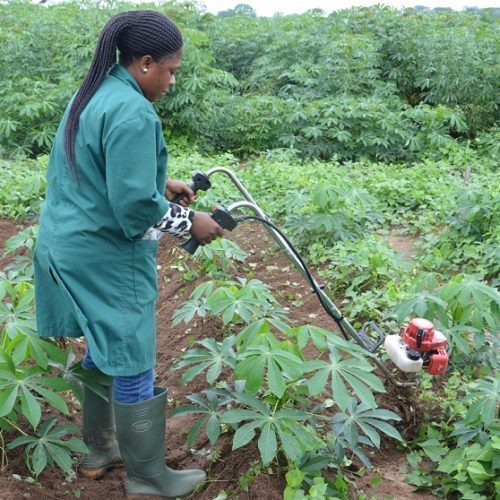 Kenya, AfDB commits US $18m to engage youth in agribusiness